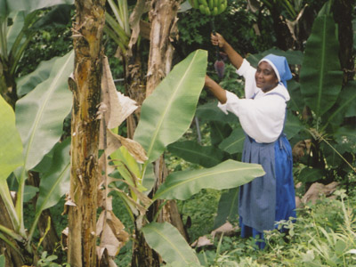 Récolte des bananes