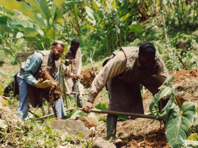 Plantation de bananiers chez les Apôtres de l'Amour Infini en Guadeloupe